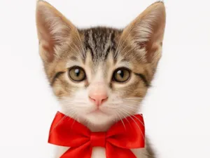 Cachorro raça SRD-ViraLata idade 2 a 6 meses nome Dante 