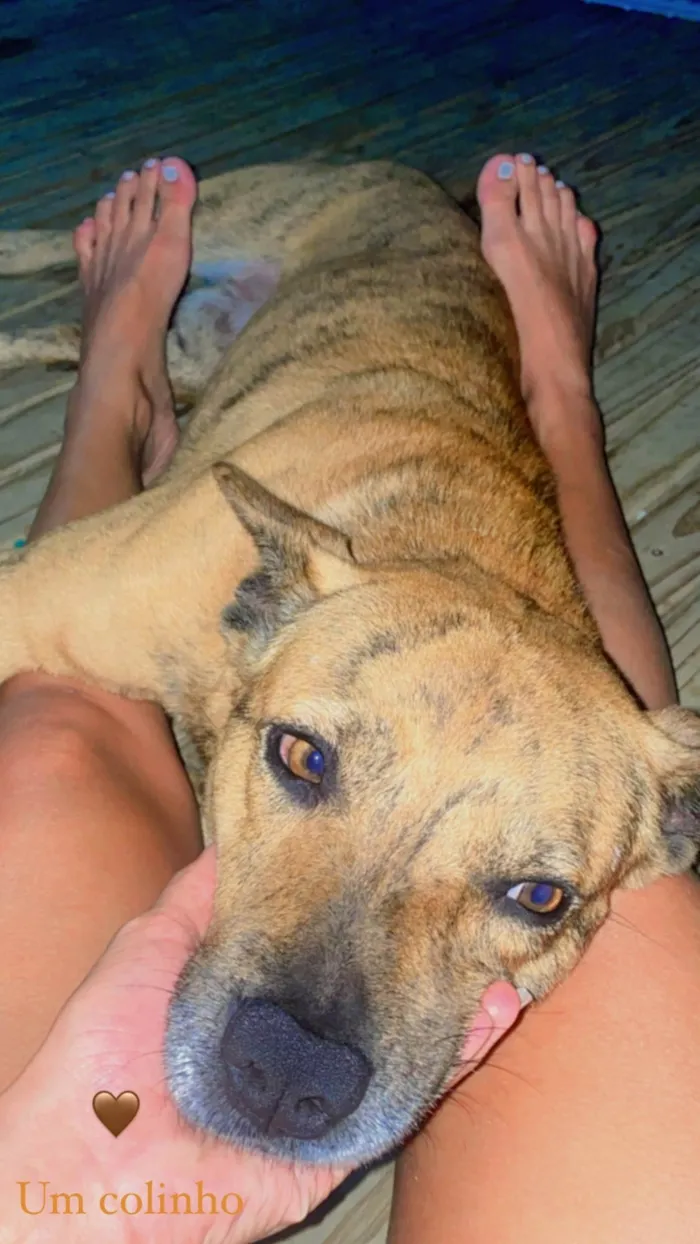 Cachorro raça SRD-ViraLata idade 5 anos nome Scooby 