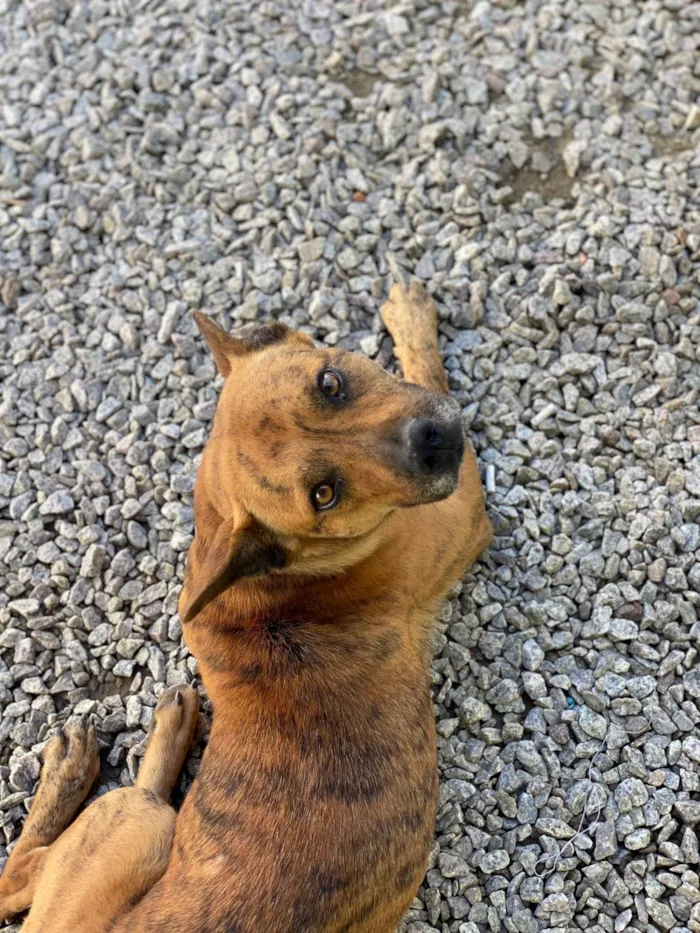 Cachorro raça SRD-ViraLata idade 5 anos nome Scooby 