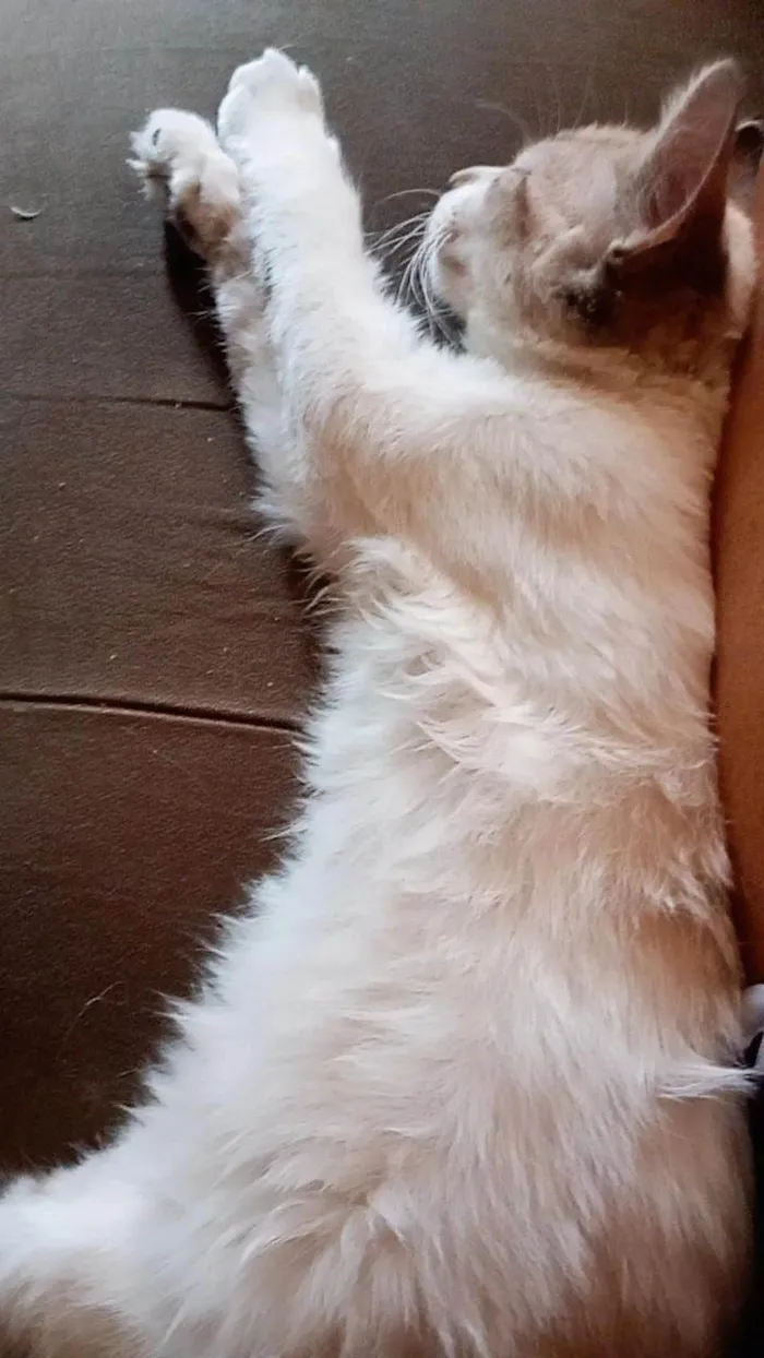 Gato raça SRD-ViraLata idade 2 a 6 meses nome Arya