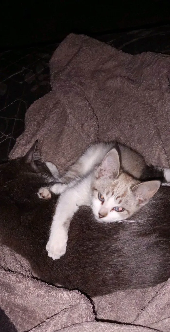 Gato raça SRD-ViraLata idade 2 a 6 meses nome Arya