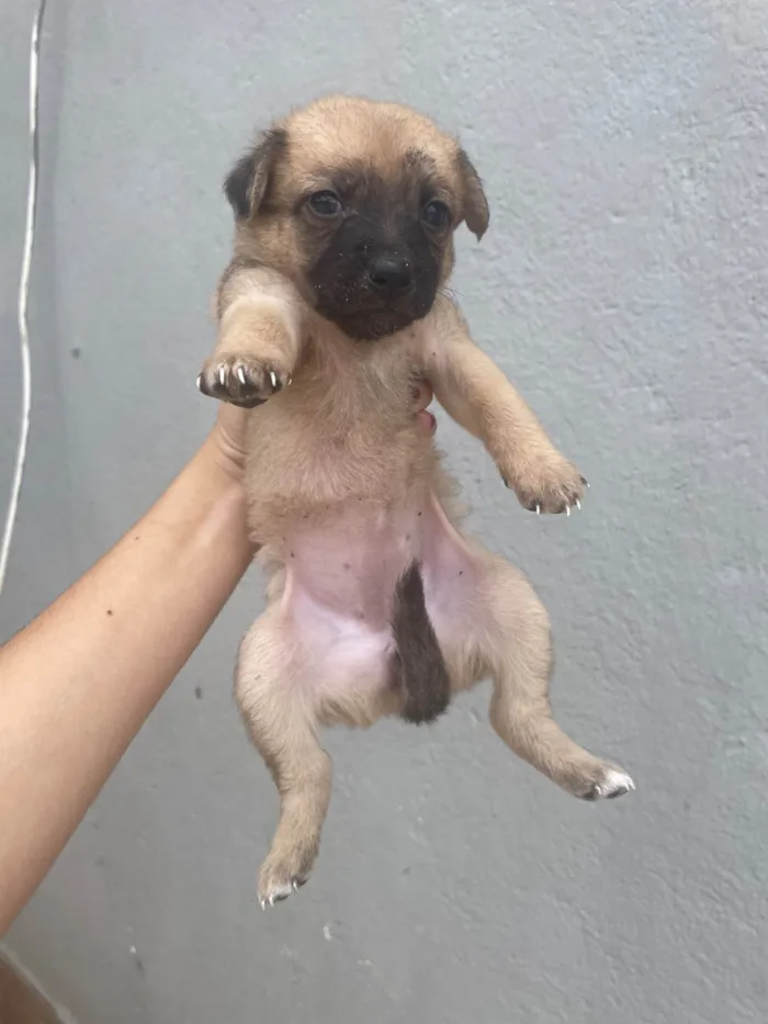 Cachorro raça SRD-ViraLata idade 2 a 6 meses nome Sem nome 