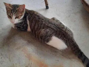 Gato raça SRD-ViraLata idade 2 a 6 meses nome Tigres e Felix