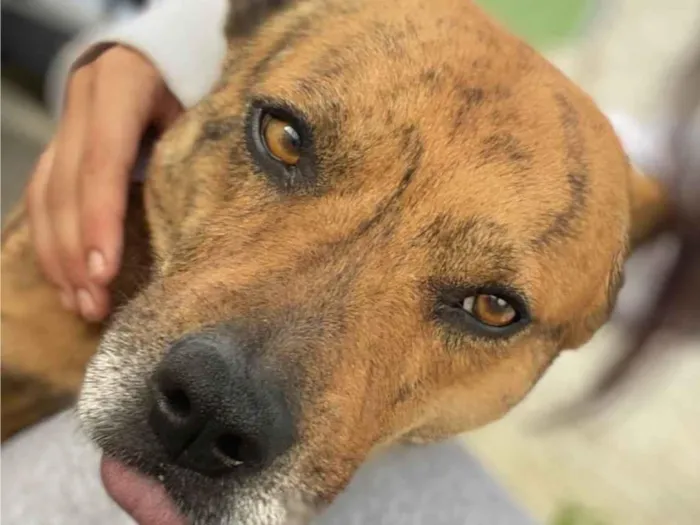 Cachorro raça SRD-ViraLata idade 5 anos nome Scooby 