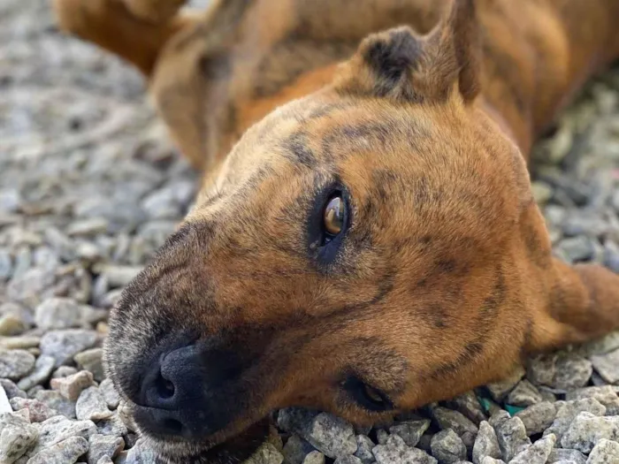 Cachorro raça SRD-ViraLata idade 5 anos nome Scooby 