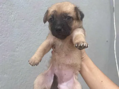 Cachorro raça SRD-ViraLata idade 2 a 6 meses nome Sem nome 