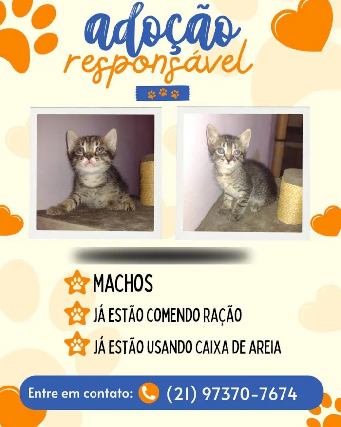 Gato raça SRD-ViraLata idade 2 a 6 meses nome tico e teco 