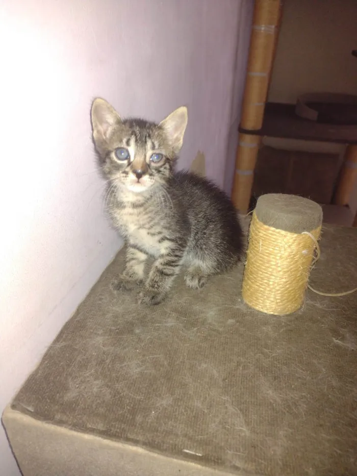 Gato raça SRD-ViraLata idade 2 a 6 meses nome tico e teco 