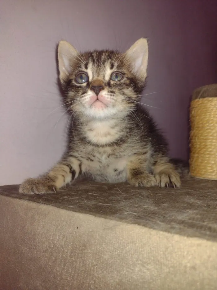 Gato raça SRD-ViraLata idade 2 a 6 meses nome tico e teco 
