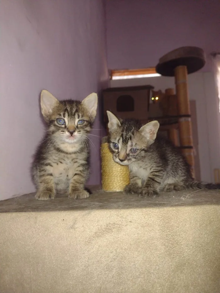 Gato raça SRD-ViraLata idade 2 a 6 meses nome tico e teco 