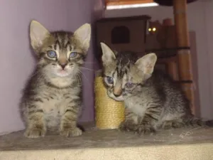 Gato raça SRD-ViraLata idade 2 a 6 meses nome tico e teco 