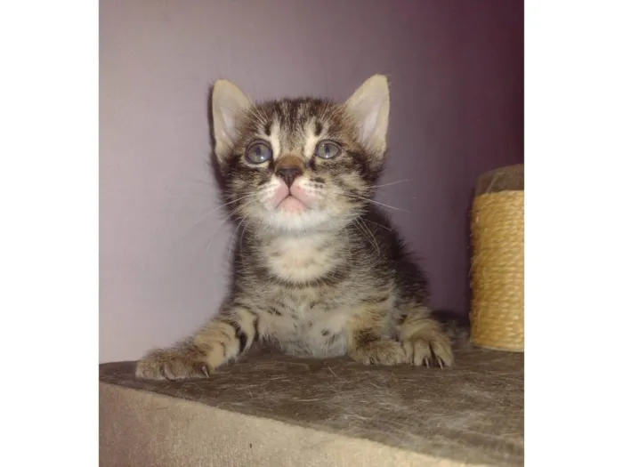 Gato raça SRD-ViraLata idade 2 a 6 meses nome tico e teco 