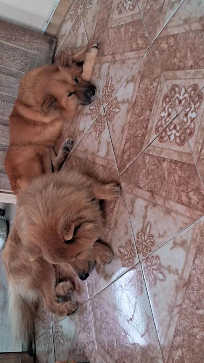 Cachorro raça Chow Chow idade 4 anos nome Carla Joycy Dos Santos Gato 