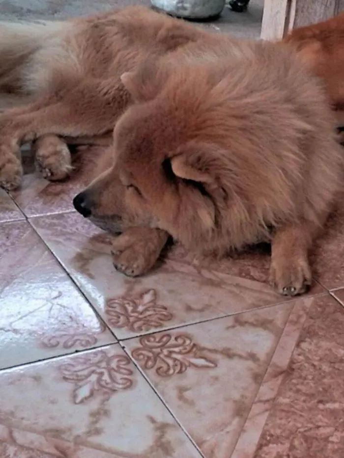 Cachorro raça Chow Chow idade 4 anos nome Carla Joycy Dos Santos Gato 