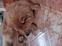 Carla Joycy Dos Santos Gato