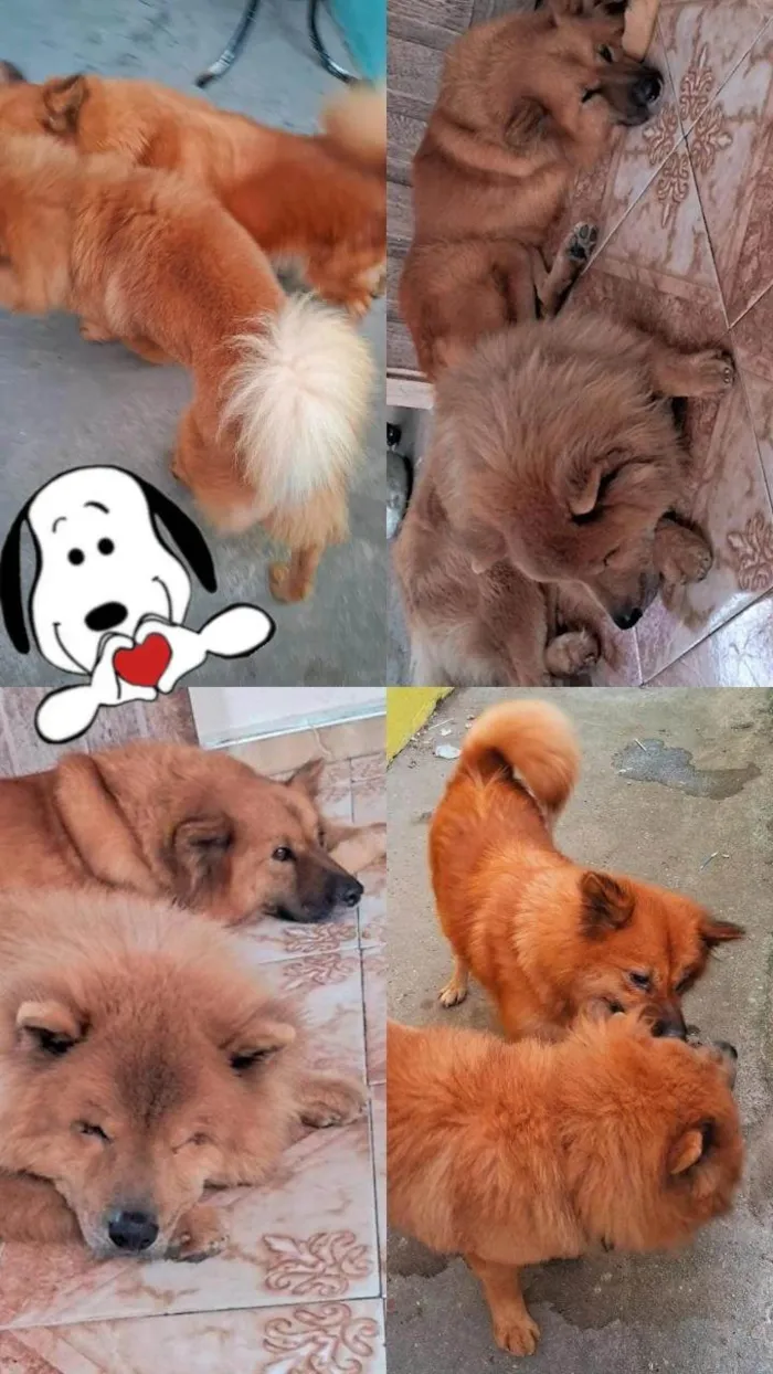 Cachorro raça Chow Chow idade 4 anos nome Carla Joycy Dos Santos Gato 