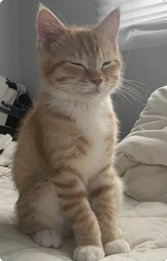 Gato raça SRD-ViraLata idade 7 a 11 meses nome Kauane 