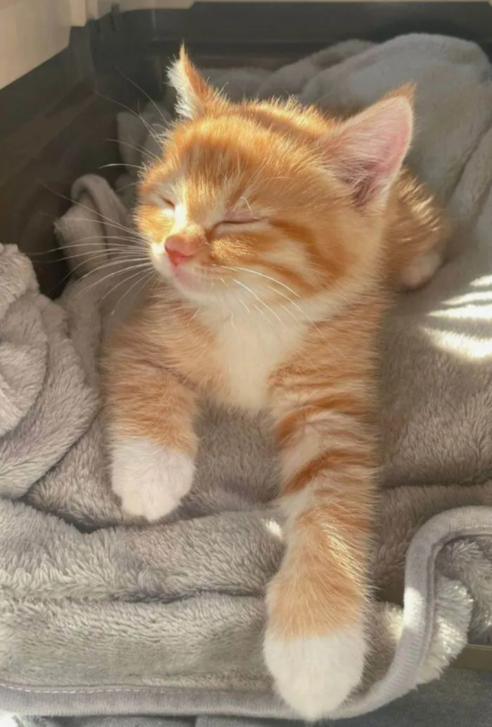 Gato raça SRD-ViraLata idade 7 a 11 meses nome Kauane 