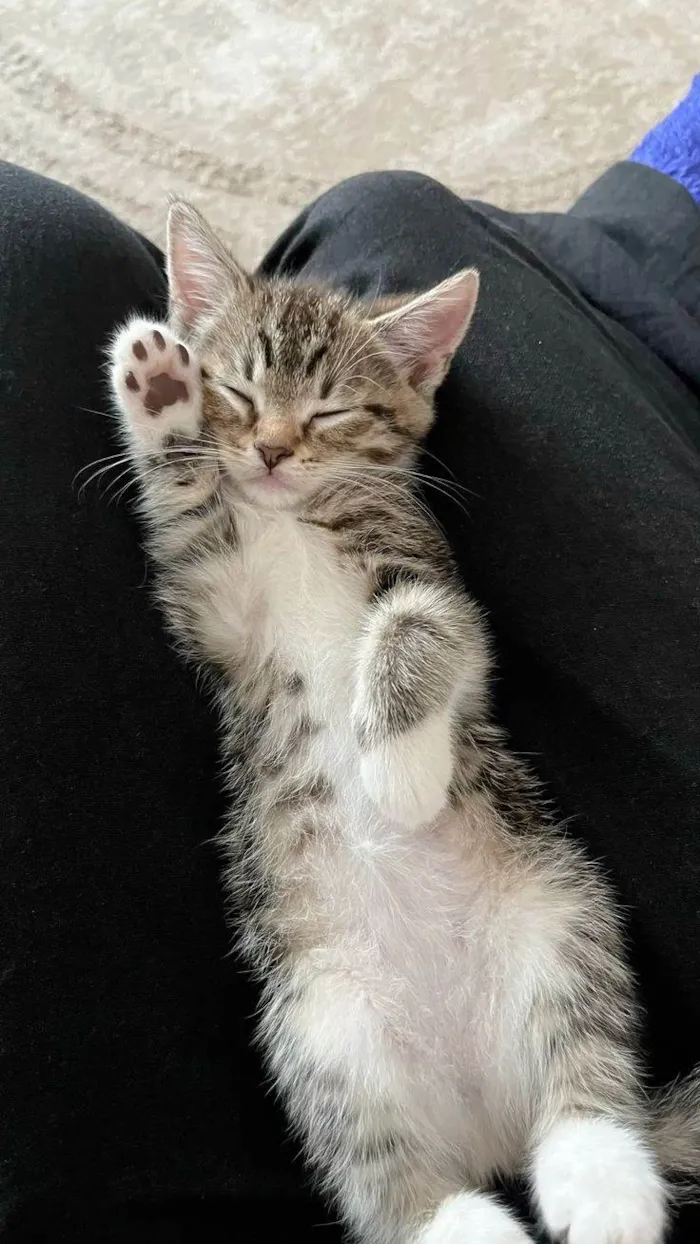 Gato raça SRD-ViraLata idade 7 a 11 meses nome Kauane 