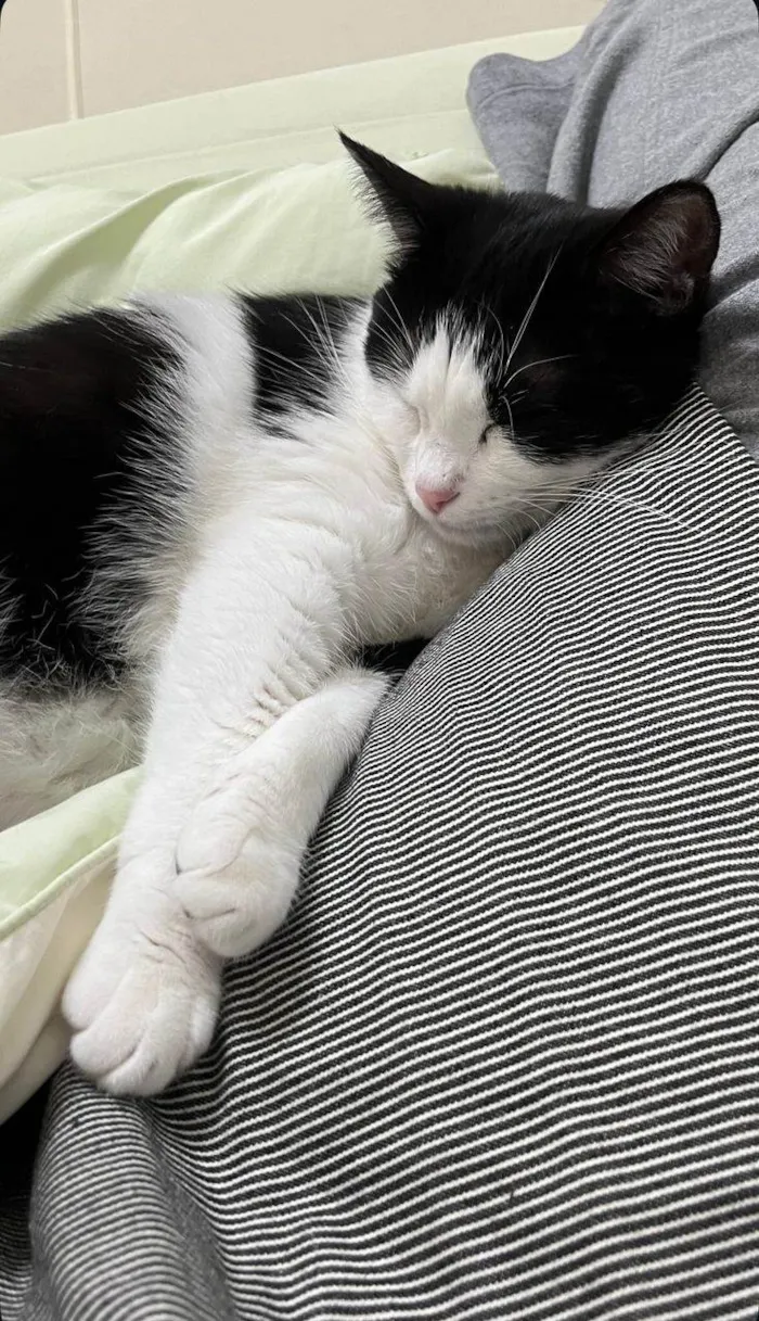 Gato raça SRD-ViraLata idade 7 a 11 meses nome Kauane 