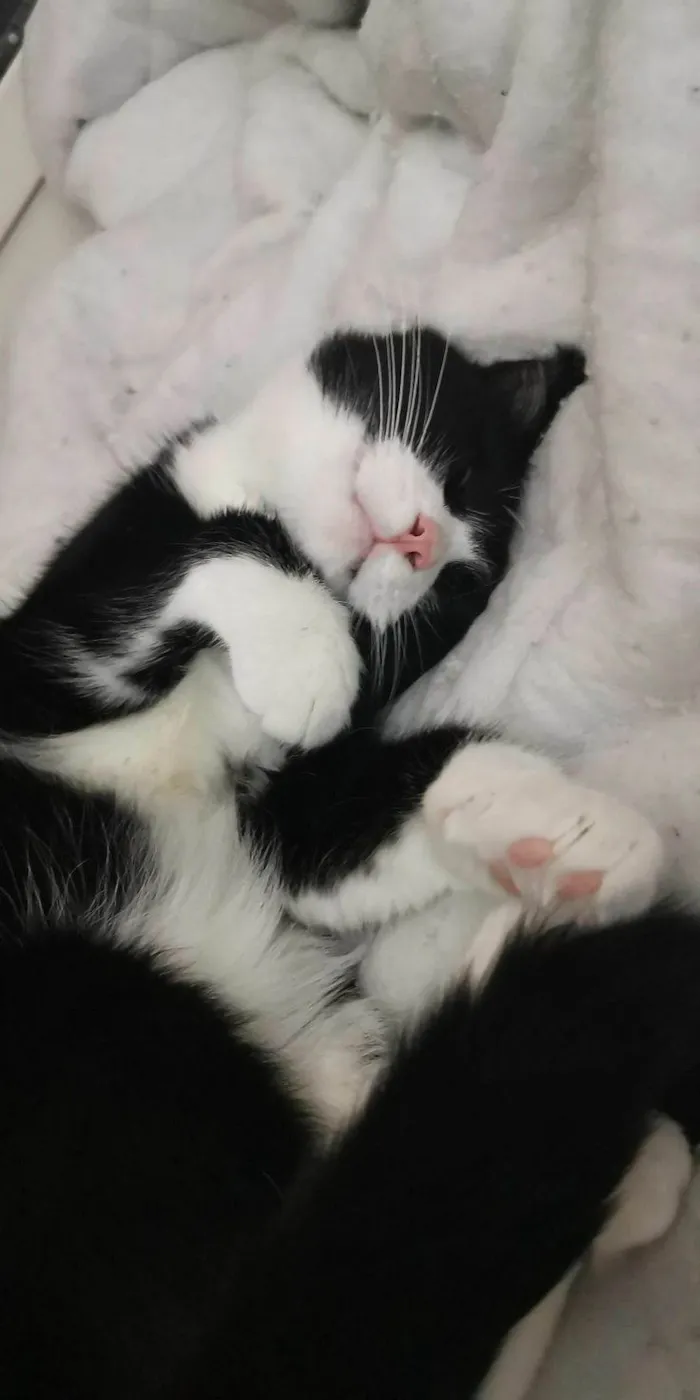 Gato raça SRD-ViraLata idade 7 a 11 meses nome Kauane 