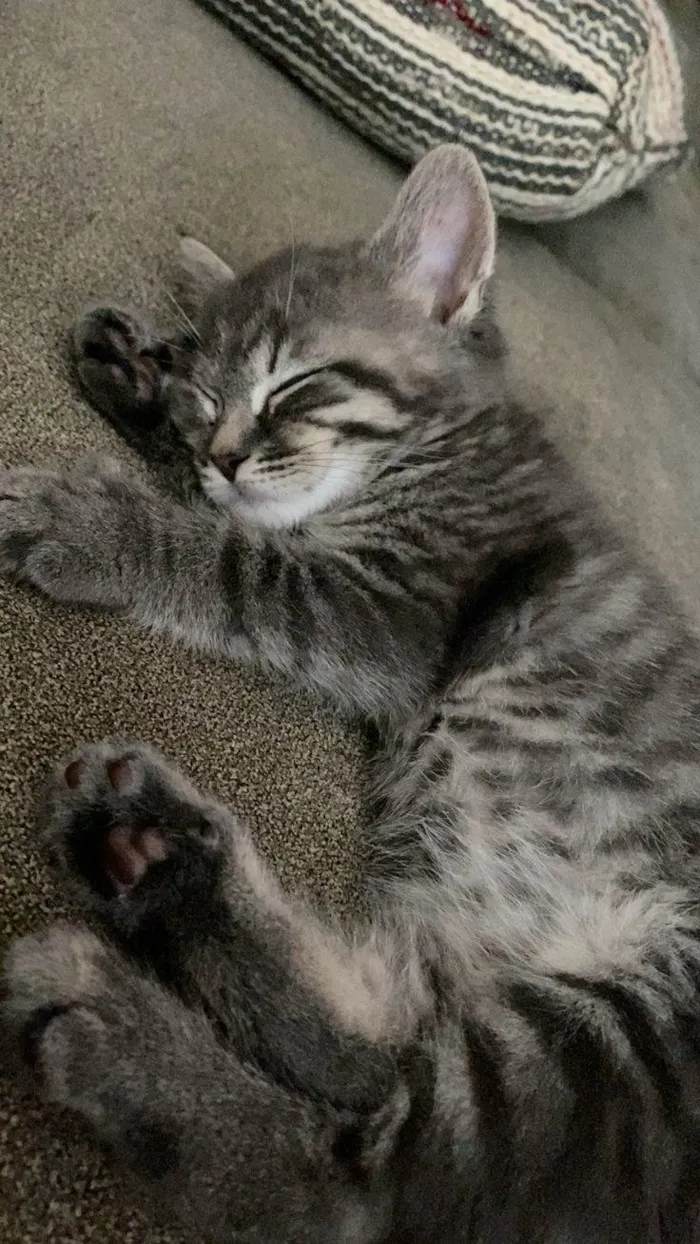 Gato raça SRD-ViraLata idade 7 a 11 meses nome Kauane 