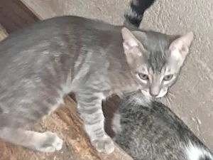 Gato raça SRD-ViraLata idade 2 a 6 meses nome Flor