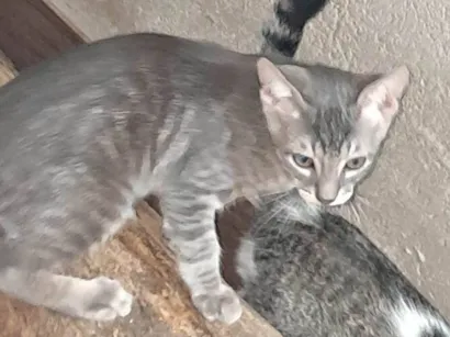 Gato raça SRD-ViraLata idade 2 a 6 meses nome Flor