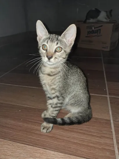 Gato raça SRD-ViraLata idade 2 a 6 meses nome Tigrão