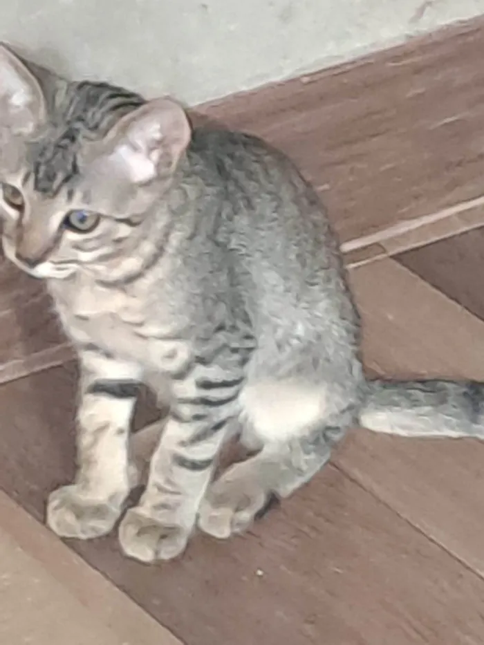 Gato raça SRD-ViraLata idade 2 a 6 meses nome Max