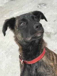 Cachorro raça SRD-ViraLata idade 7 a 11 meses nome Valente 