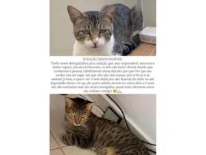 Gato raça SRD-ViraLata idade 1 ano nome Zoro e Apito