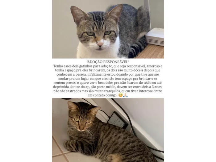 Gato raça SRD-ViraLata idade 1 ano nome Zoro e Apito