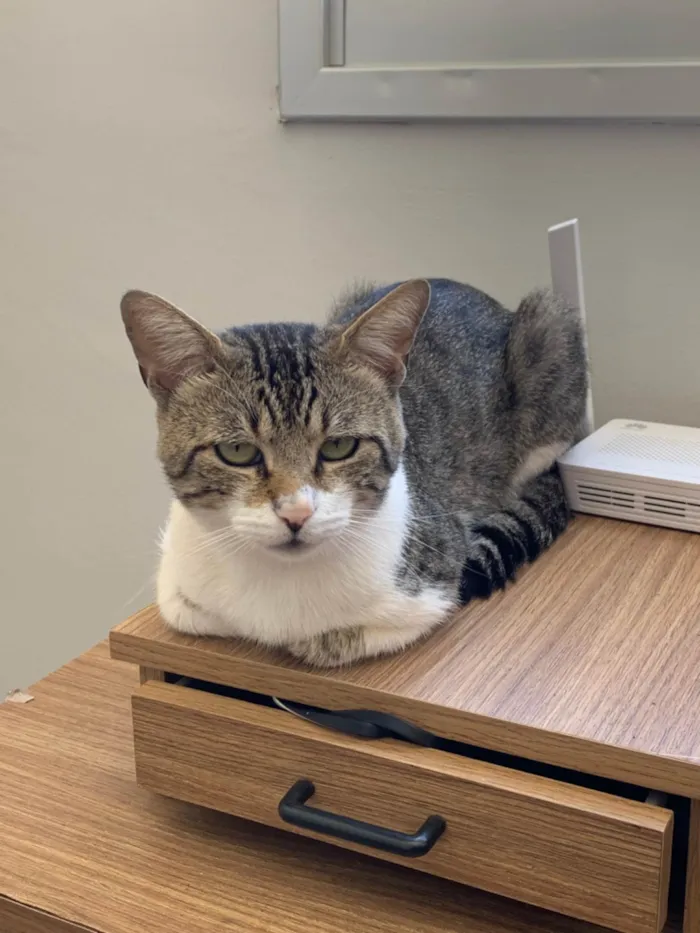 Gato raça SRD-ViraLata idade 2 anos nome Zoro