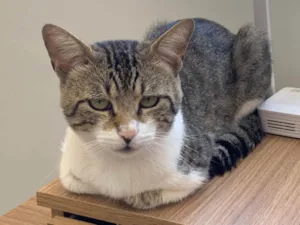 Gato raça SRD-ViraLata idade 2 anos nome Zoro