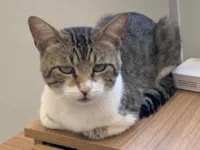 Gato raça SRD-ViraLata idade 2 anos nome Zoro