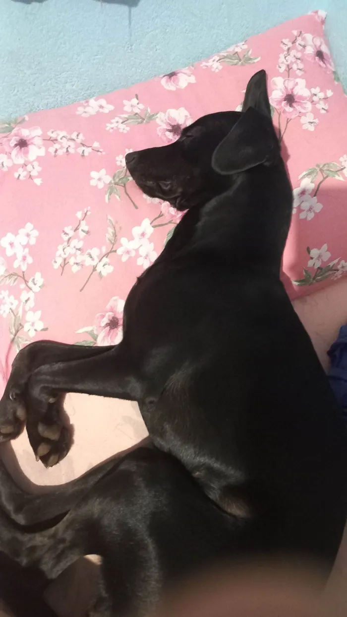 Cachorro raça SRD-ViraLata idade 4 anos nome T'challa