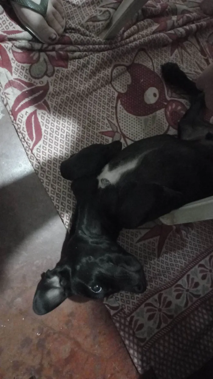Cachorro raça SRD-ViraLata idade 4 anos nome T'challa