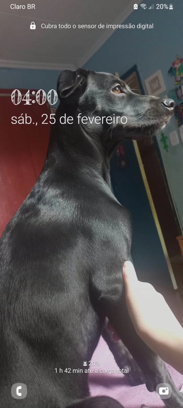 Cachorro raça SRD-ViraLata idade 4 anos nome T'challa