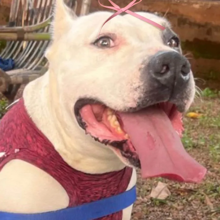 Cachorro raça Pit-Bull idade 3 anos nome Serena 