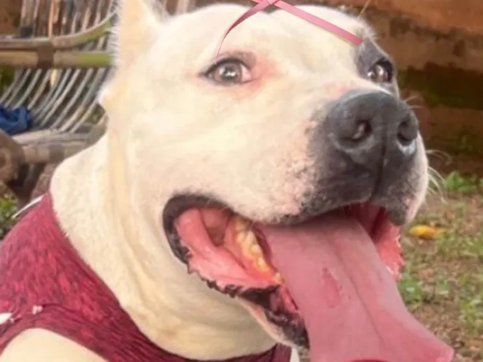 Cachorro raça Pit-Bull idade 3 anos nome Serena 