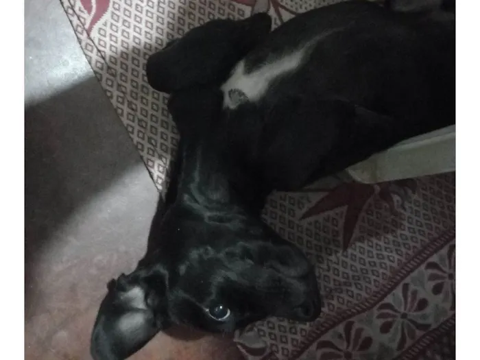 Cachorro raça SRD-ViraLata idade 4 anos nome T'challa