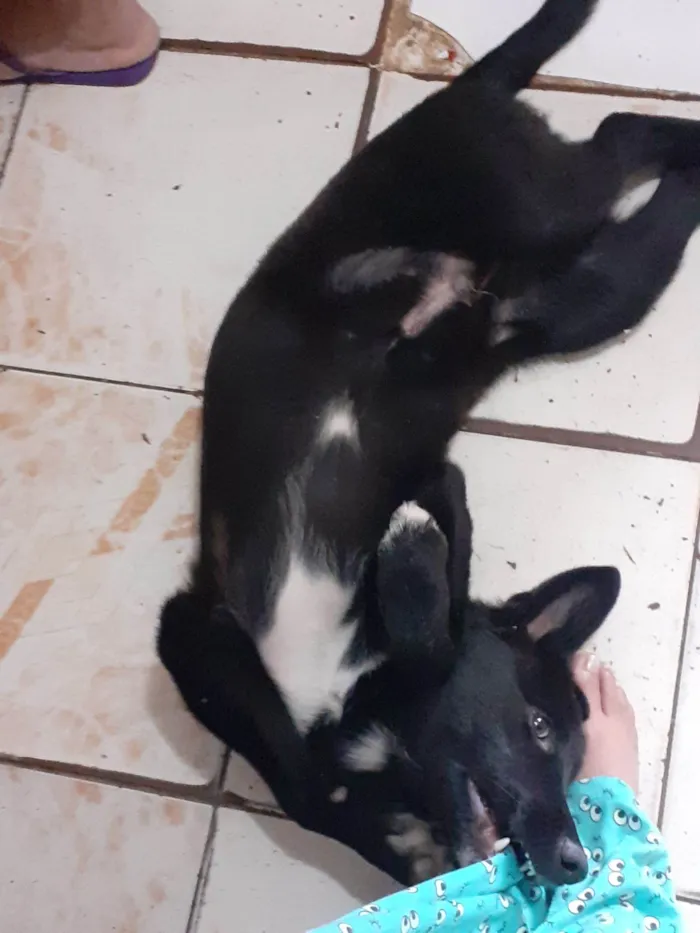 Cachorro raça Pastor Alemão idade 7 a 11 meses nome ATLAN