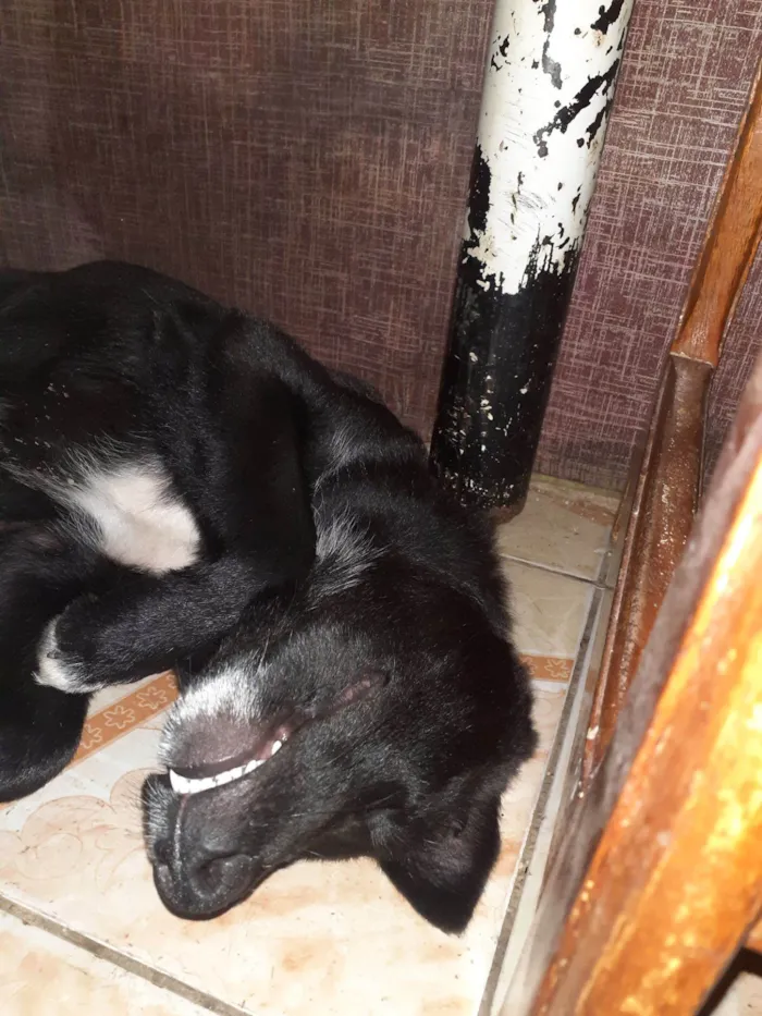 Cachorro raça Pastor Alemão idade 7 a 11 meses nome ATLAN