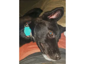 Cachorro raça Pastor Alemão idade 7 a 11 meses nome ATLAN