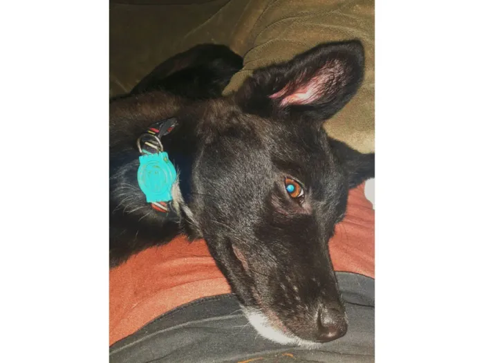 Cachorro raça Pastor Alemão idade 7 a 11 meses nome ATLAN