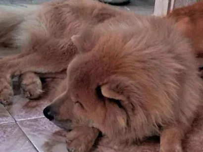 Cachorro raça Chow Chow idade 4 anos nome Carla Joycy Dos Santos Gato 