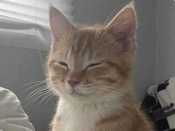 Gato raça SRD-ViraLata idade 7 a 11 meses nome Kauane 