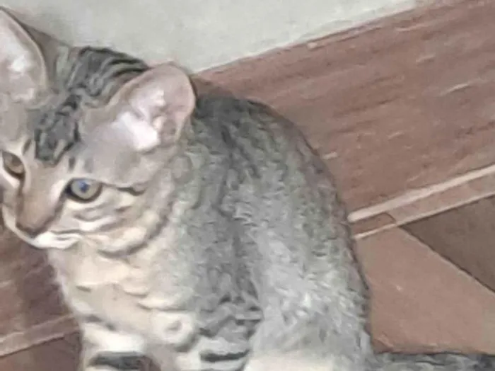 Gato raça SRD-ViraLata idade 2 a 6 meses nome Max