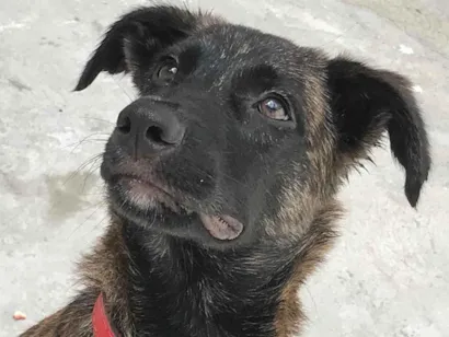 Cachorro raça SRD-ViraLata idade 7 a 11 meses nome Valente 